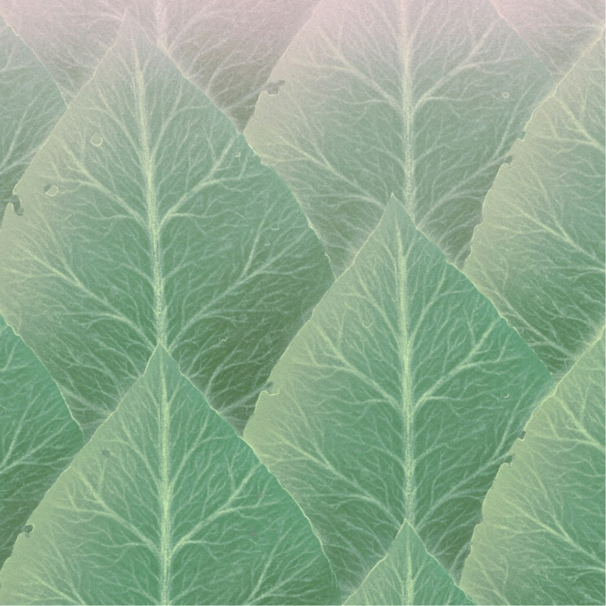 green leaves overlapping