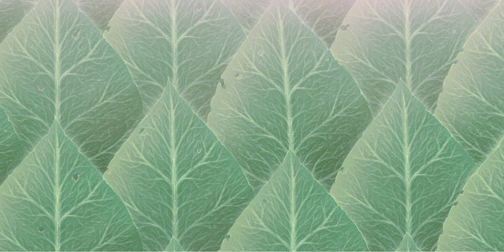green leaves overlapping
