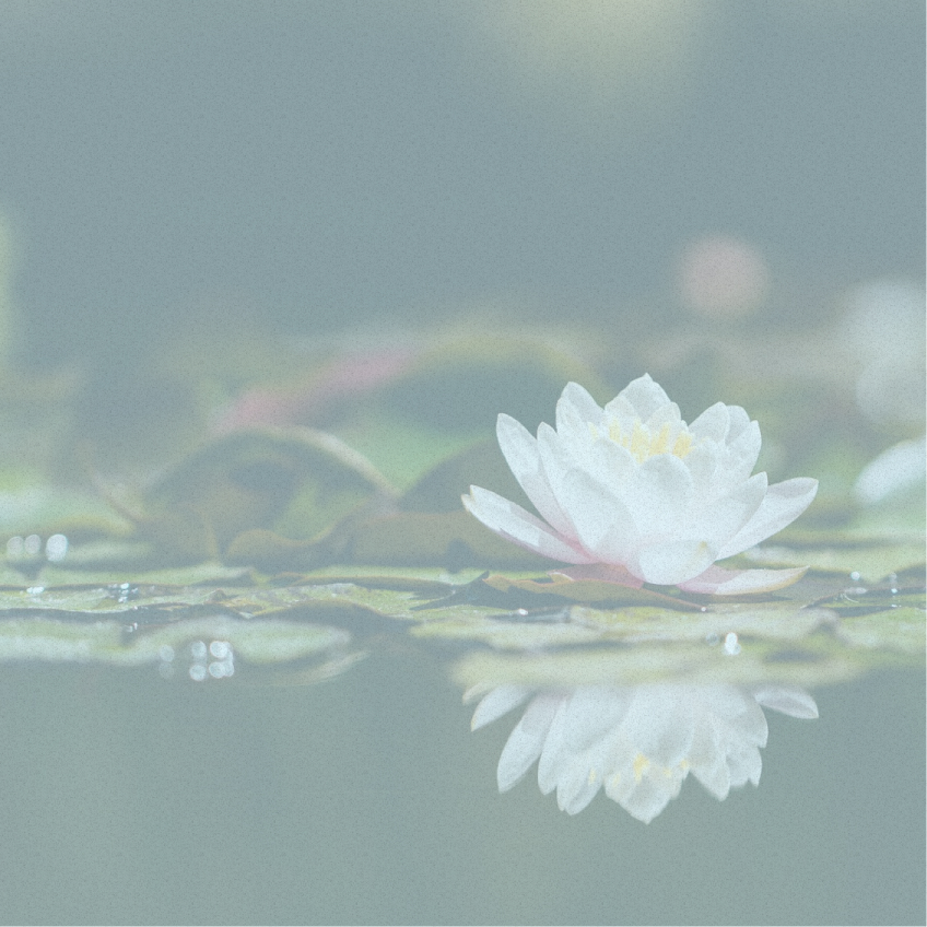 flower on water