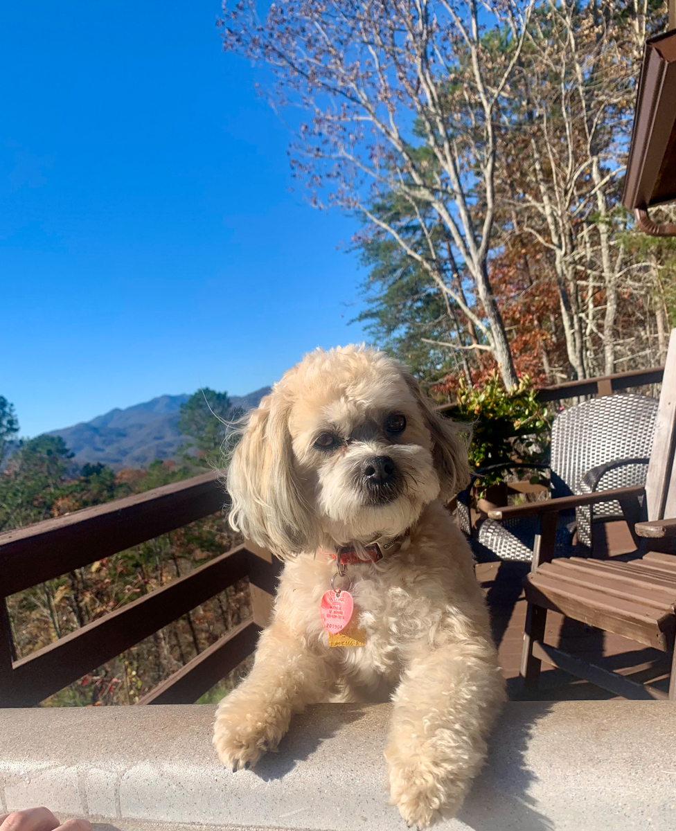 Small dog with paws up on picnic table on patio.