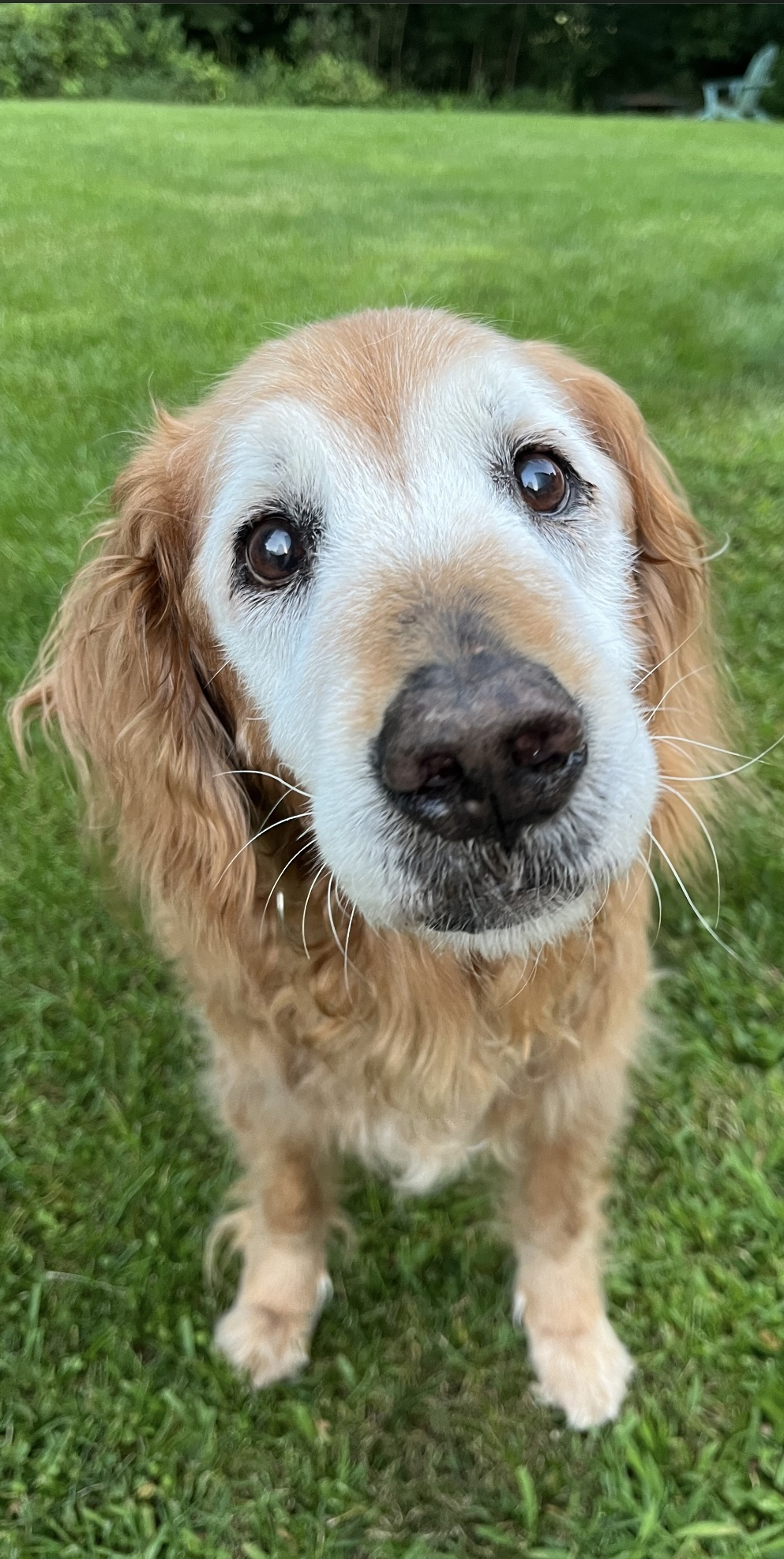 Molly, a golden retriever, stares into the camera with green grass behind her.