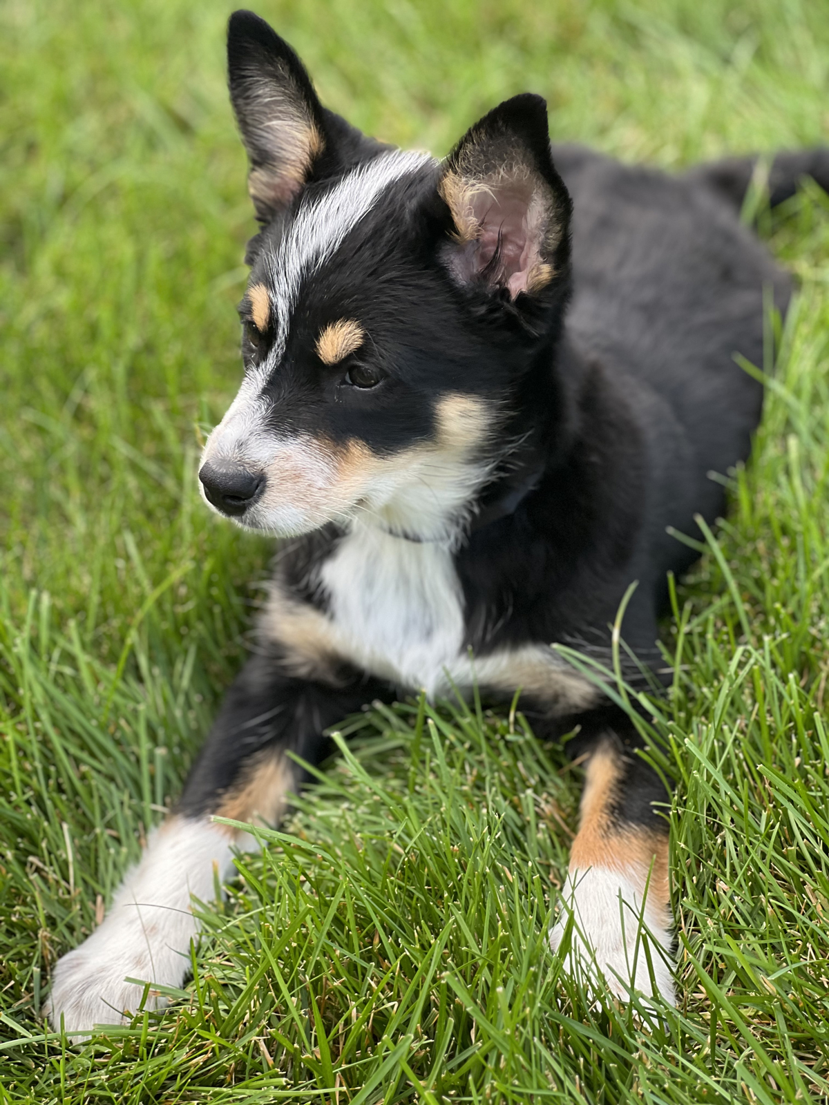 Miela rests in the grass.