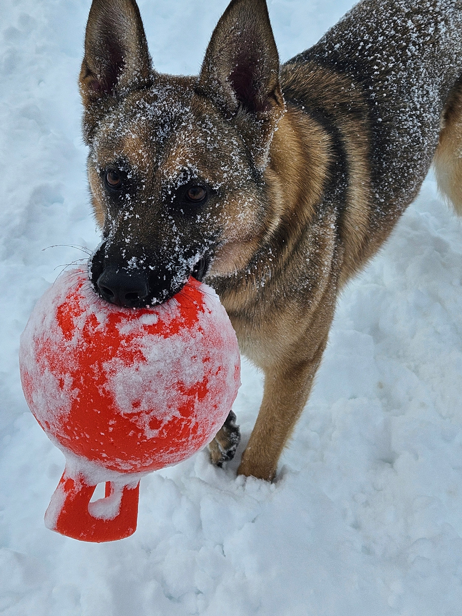 German Shepherd Dog in snow with orange toy