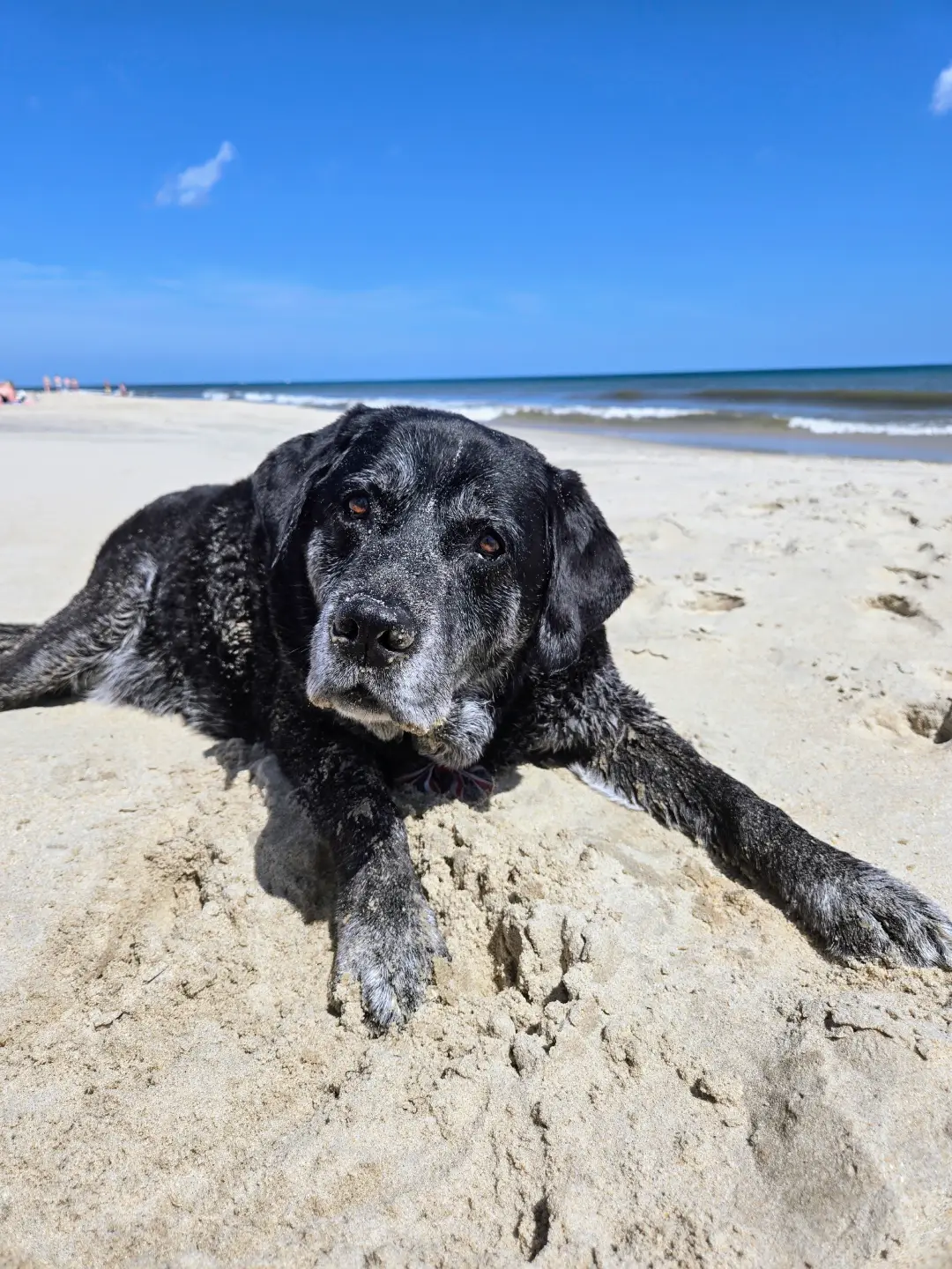Bentley playing in the sand