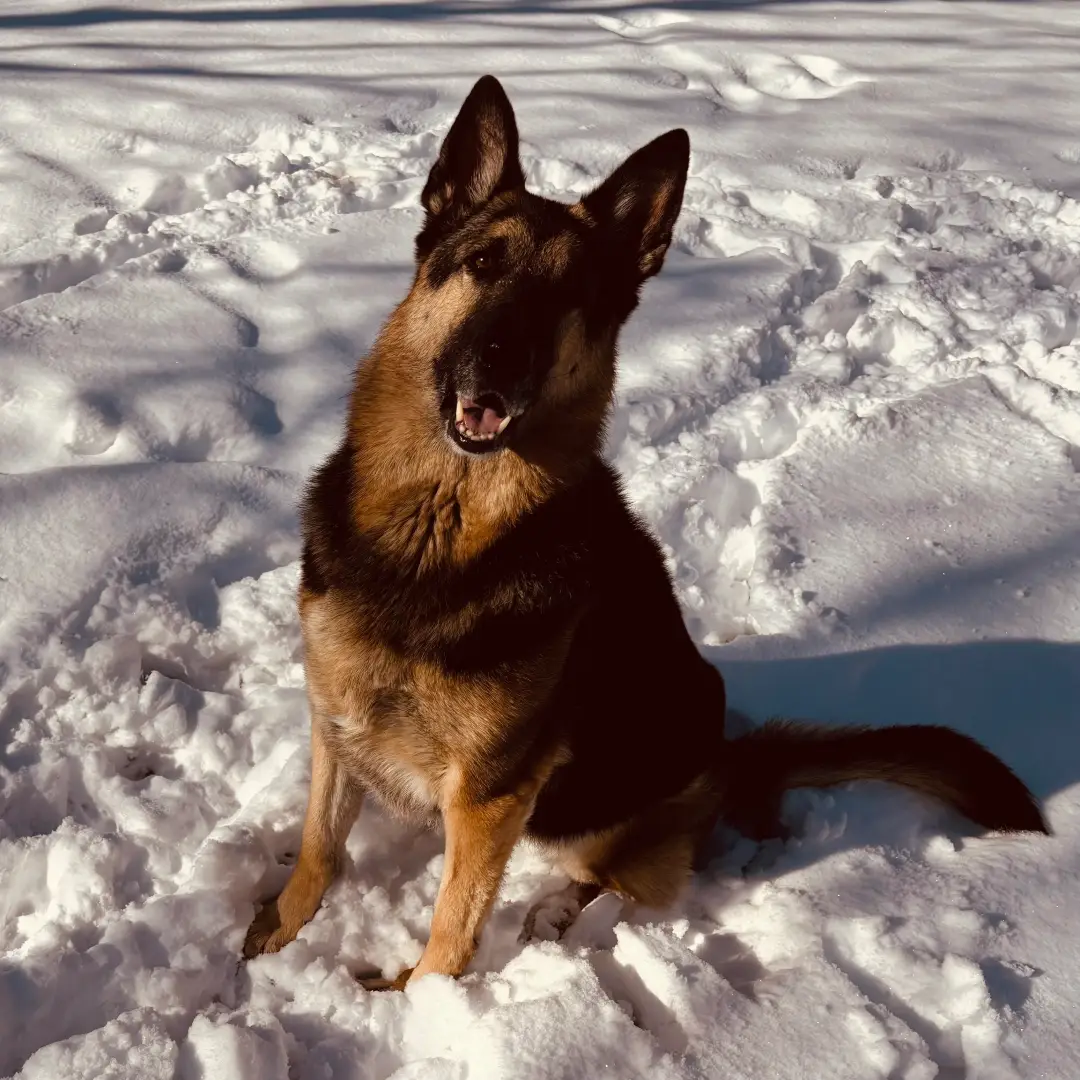 a happy pup in the snow