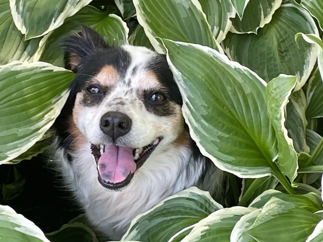 Piper hiding in the plants