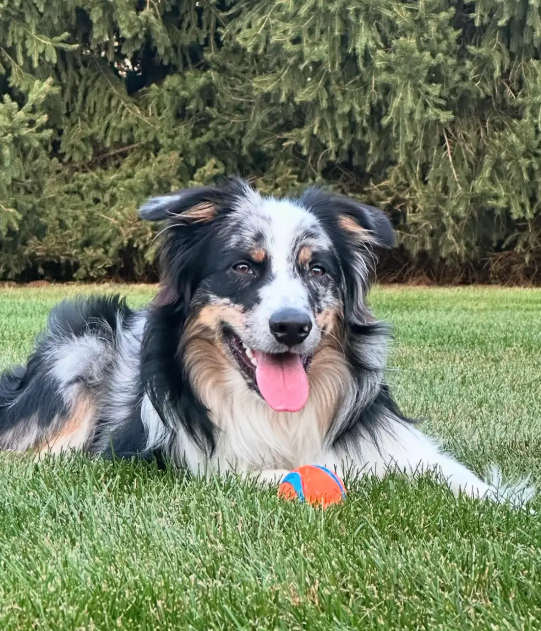 Ollie laying in the grass with a ball