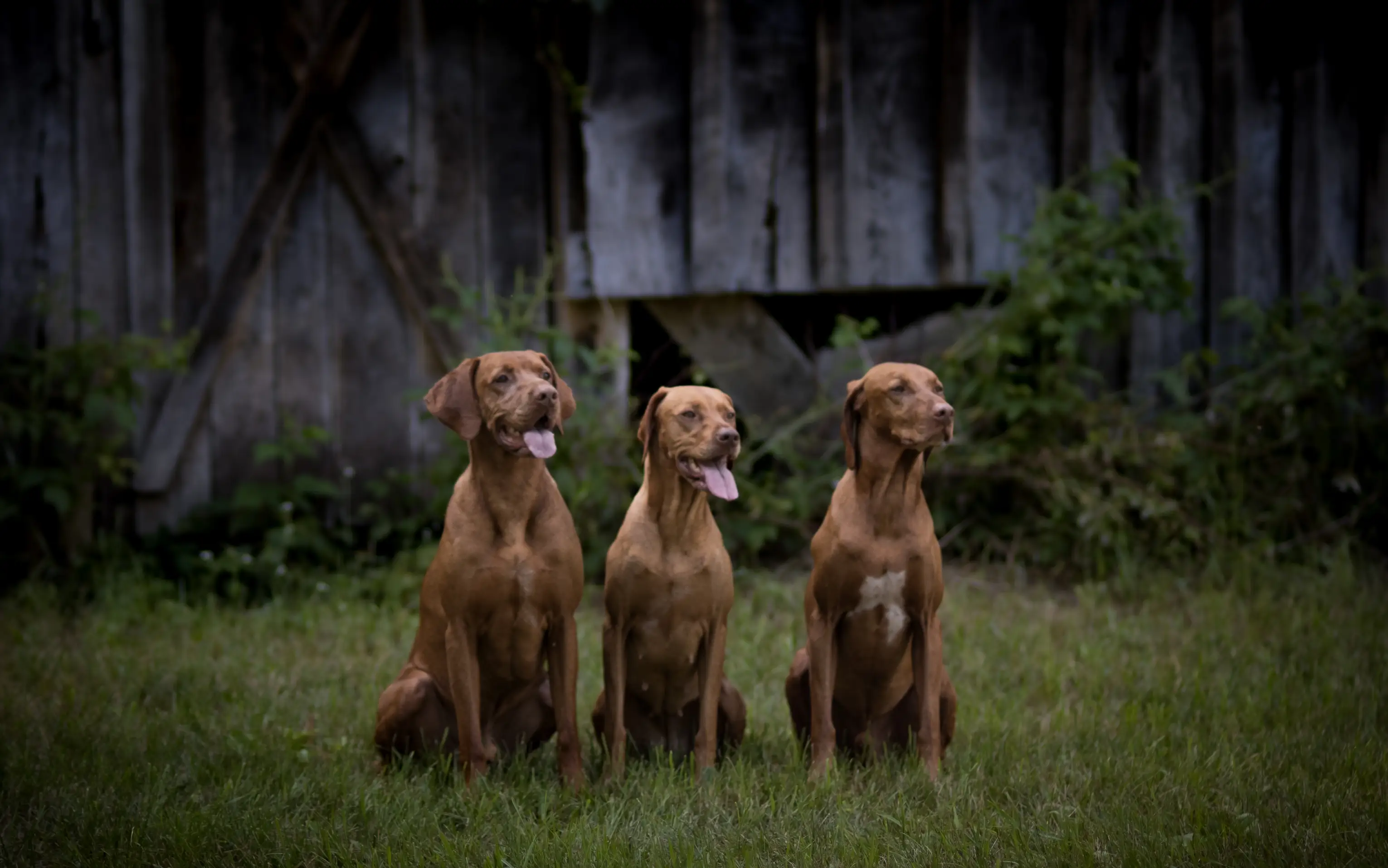three best buds or three best pups