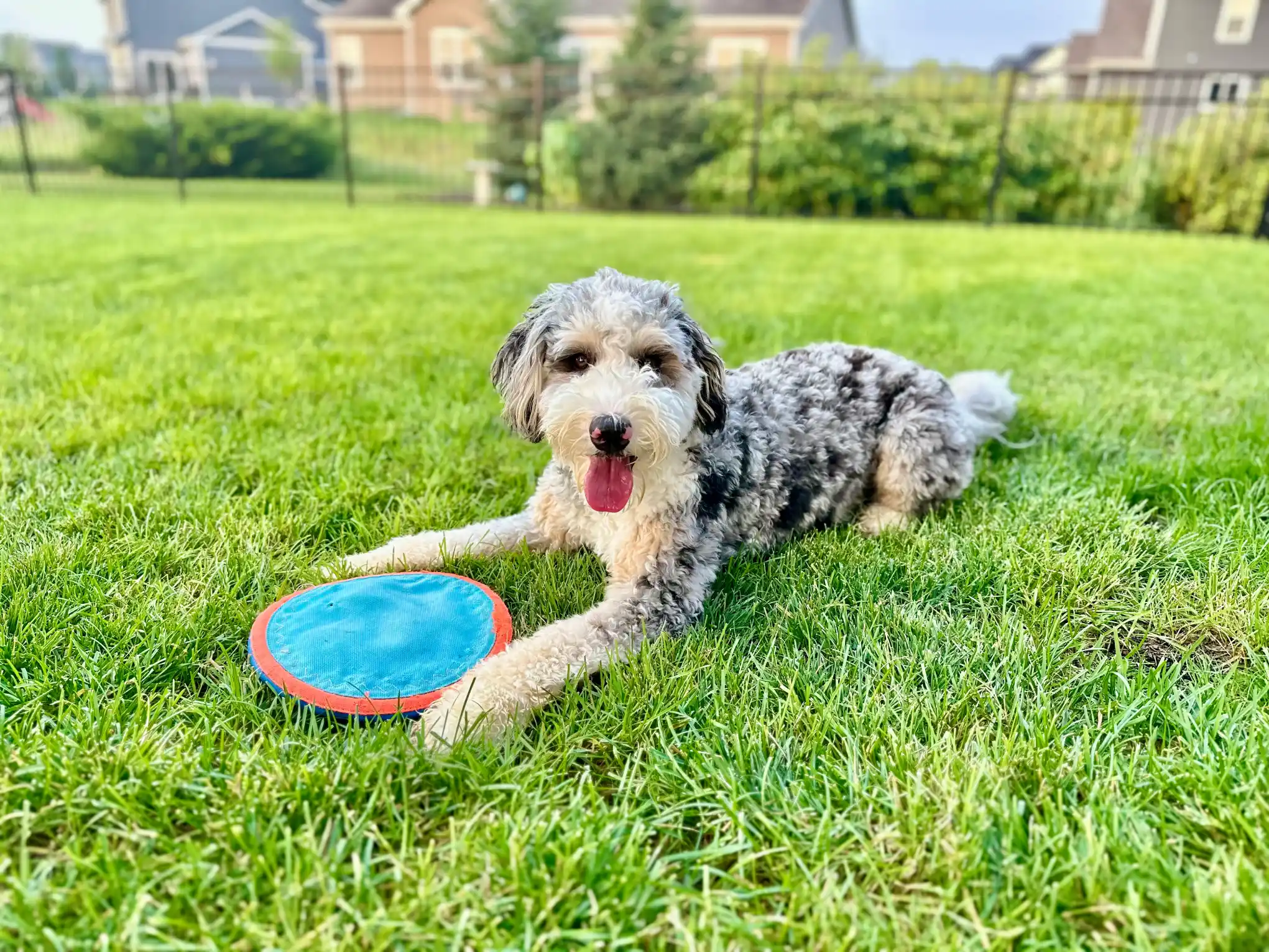 Mila cooling down in the grass