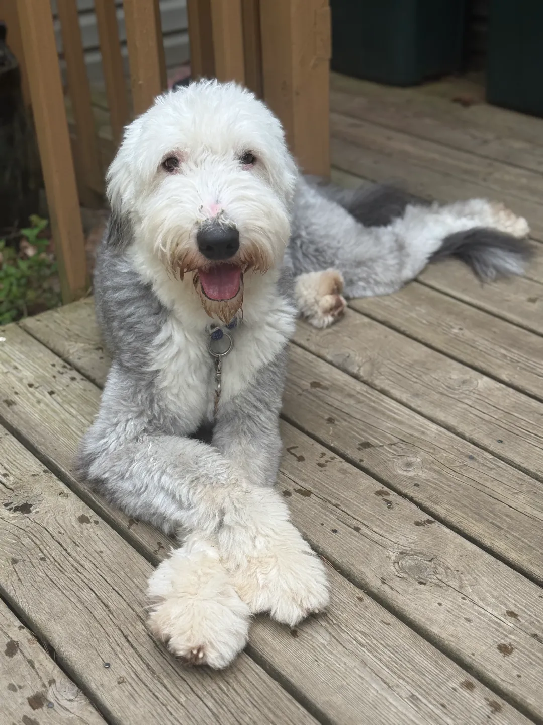 Hugo relaxing on the patio