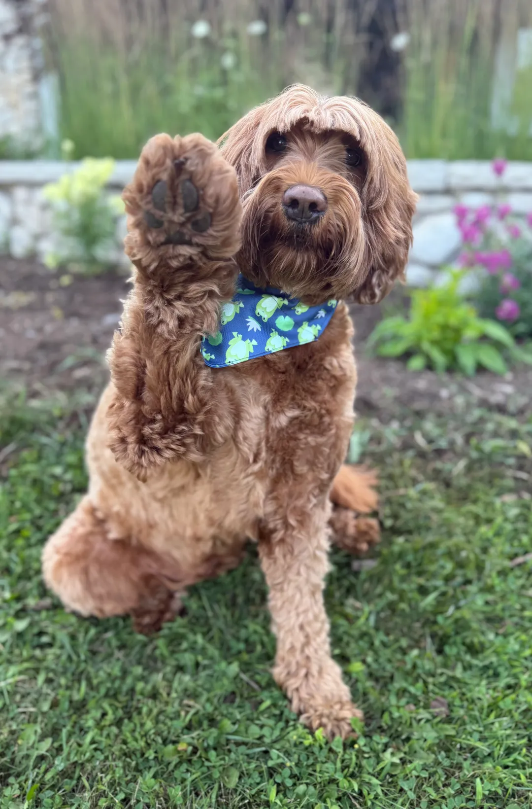 Jazzi holding their paw up