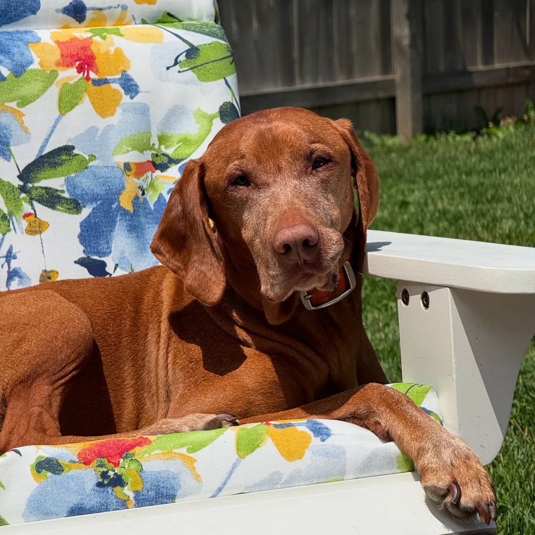 Jasper lounging in a chair