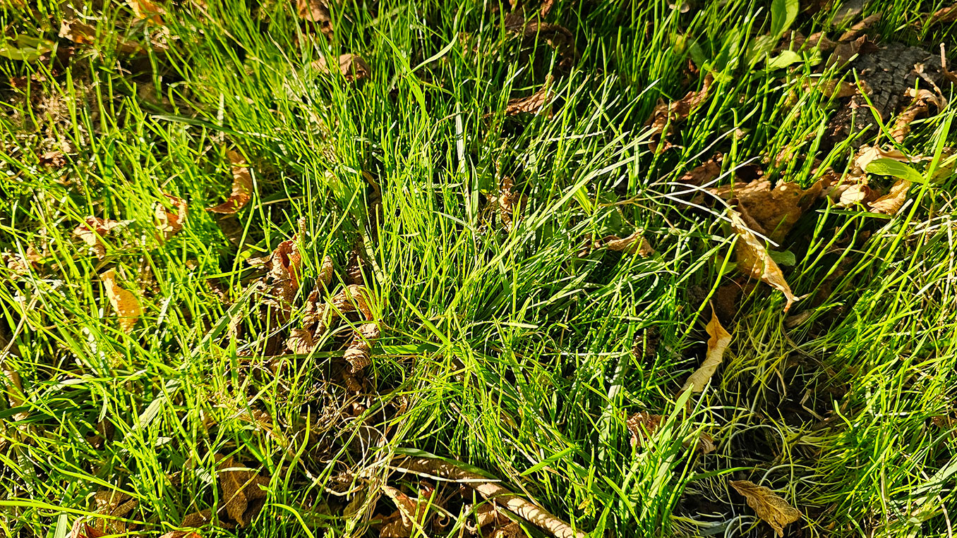 Close view of fine new grass blades emerging among established turf after overseeding