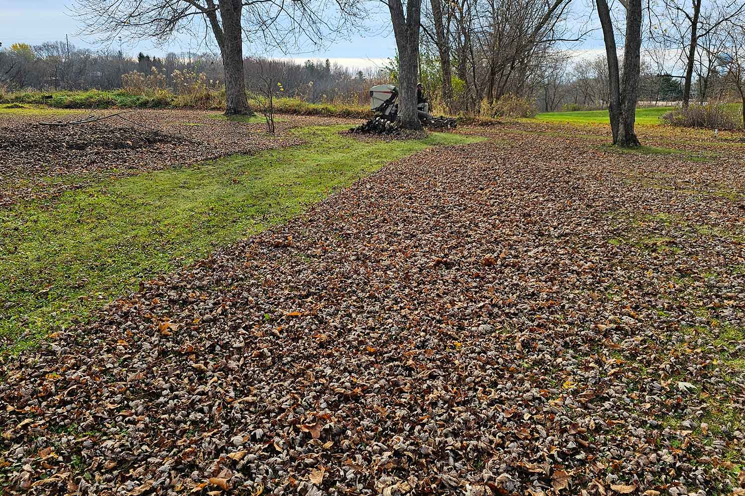 A lawn and walkway blanketed in a thick layer of fallen brown leaves under bare trees