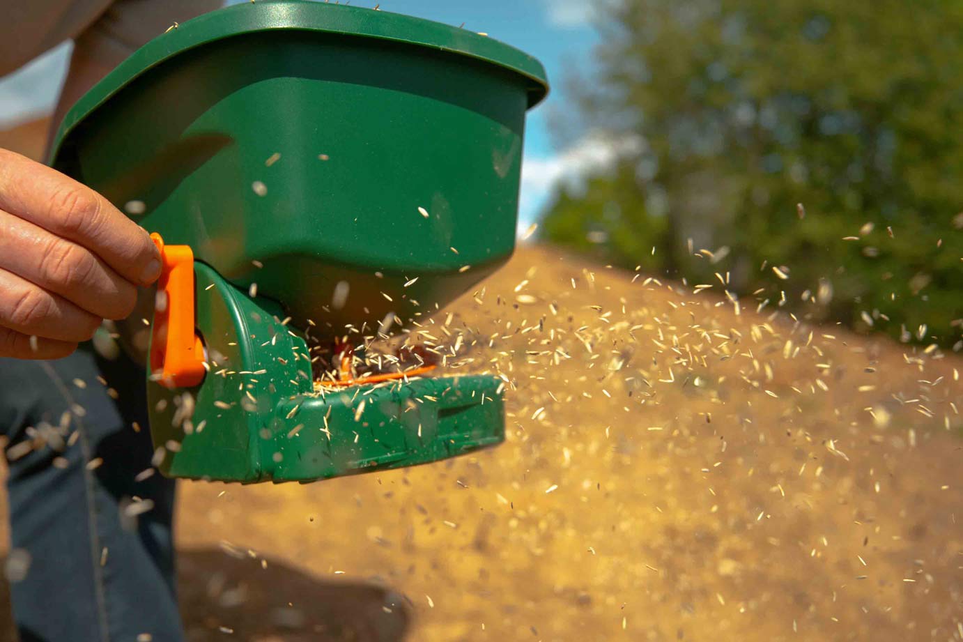 A hand-crank broadcast spreader throwing grass seed across a lawn