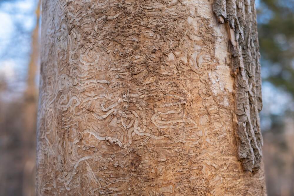 Close view of a tree trunk with bark removed exposing winding galleries carved beneath the surface