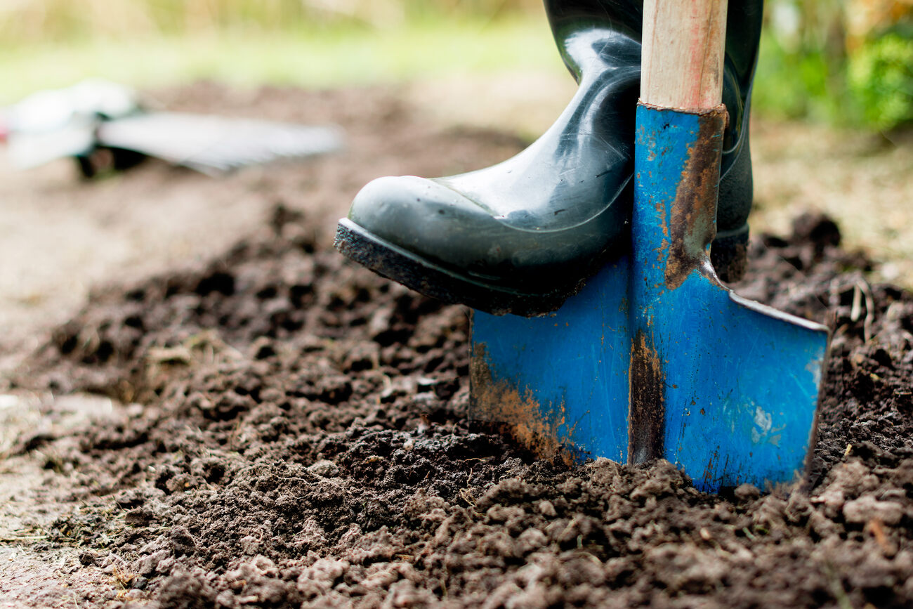 A boot pressing a blue spade into dark soil to lift a sample