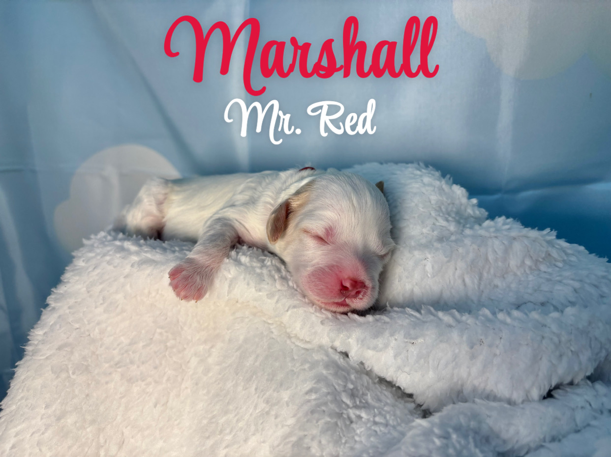 Marshall