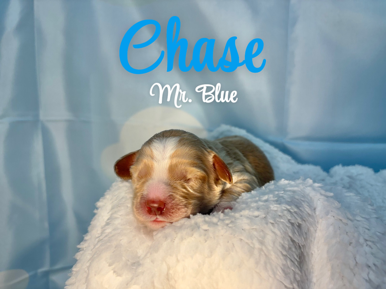 Chase 