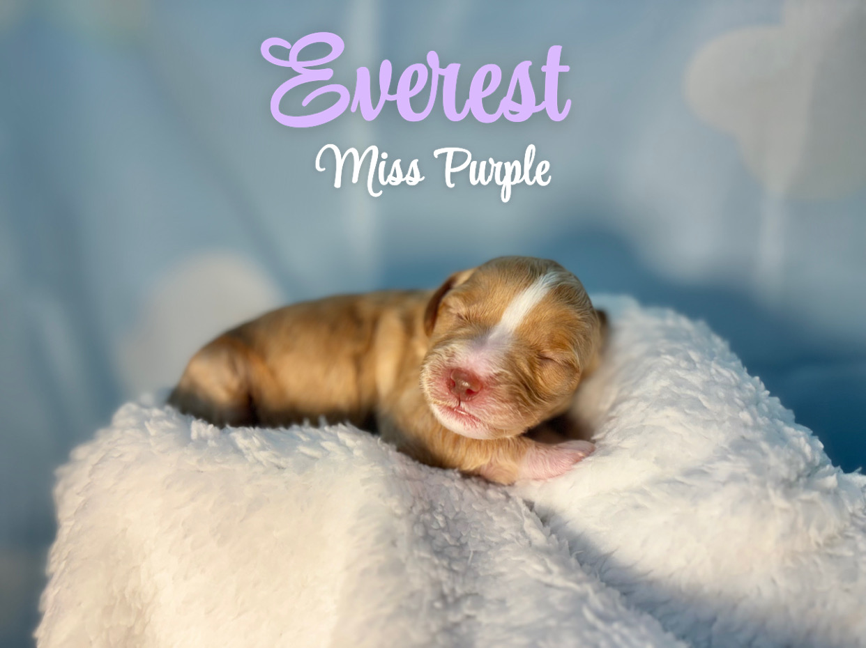 Everest - PLACED IN FUREVER HOME