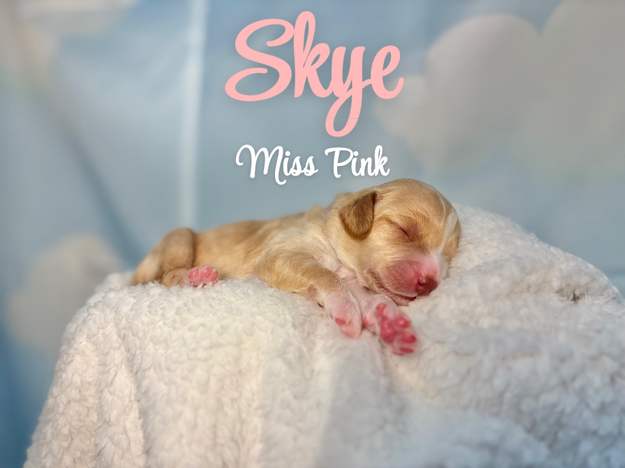 Skye - PLACED IN FUREVER HOME