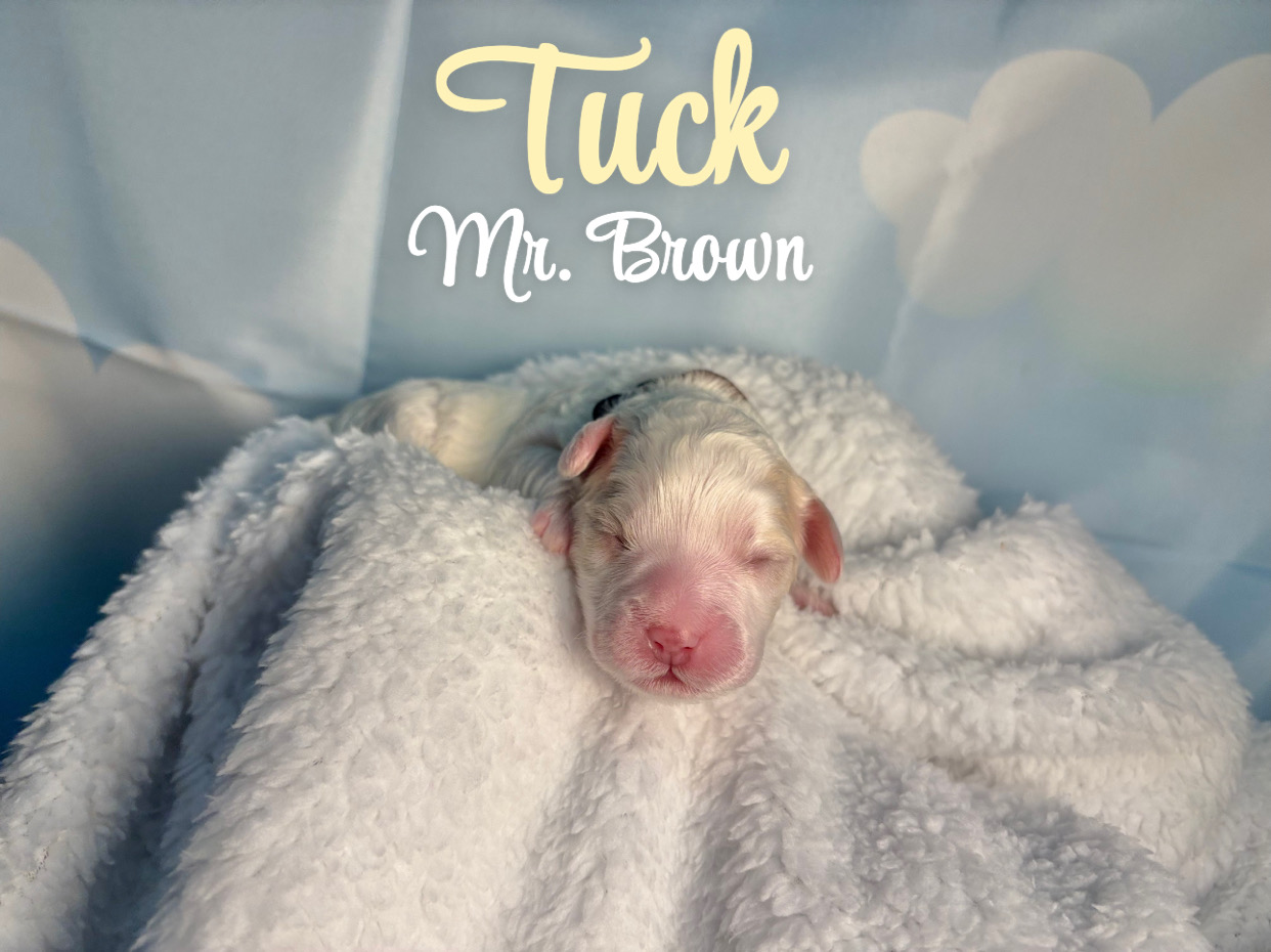Tuck