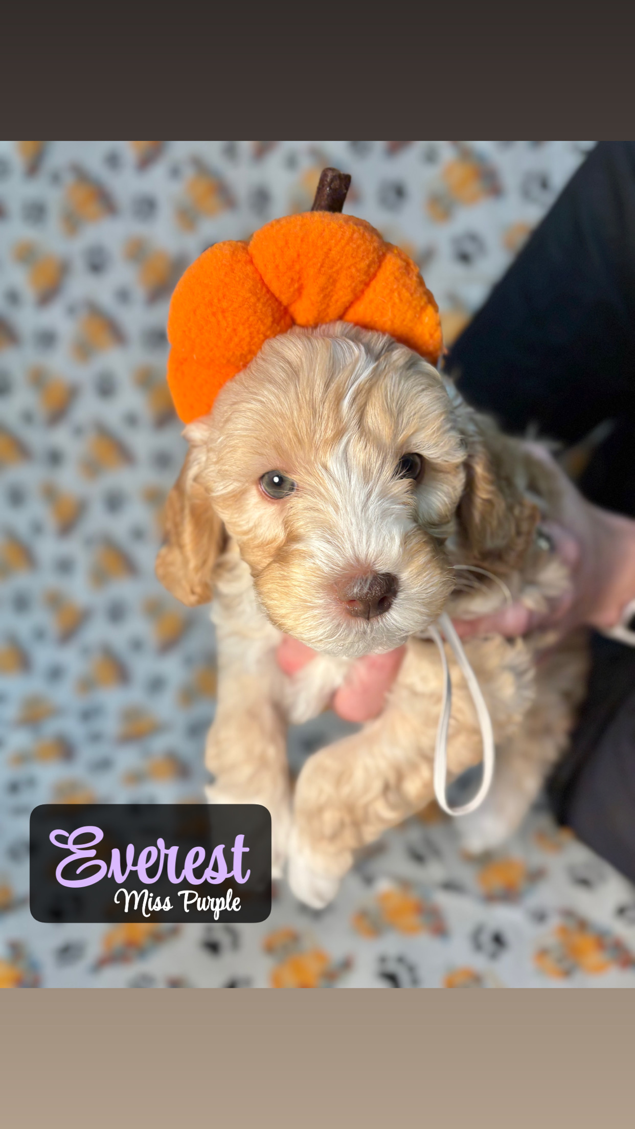 Everest - PLACED IN FUREVER HOME