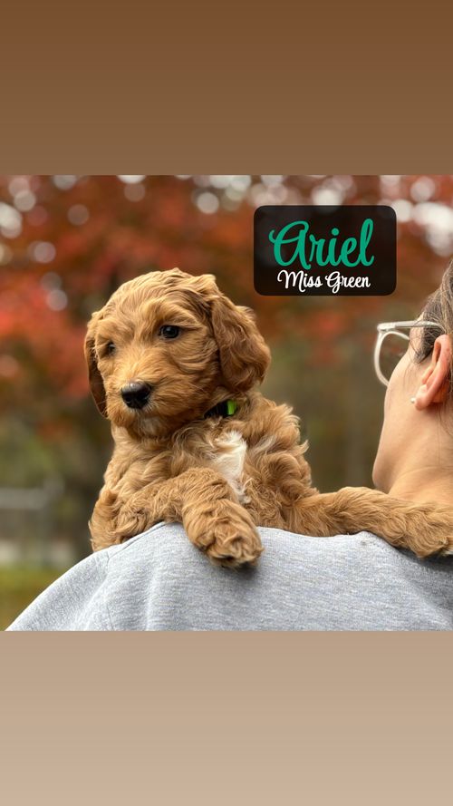 Princess Ariel - Placed in Furever Home