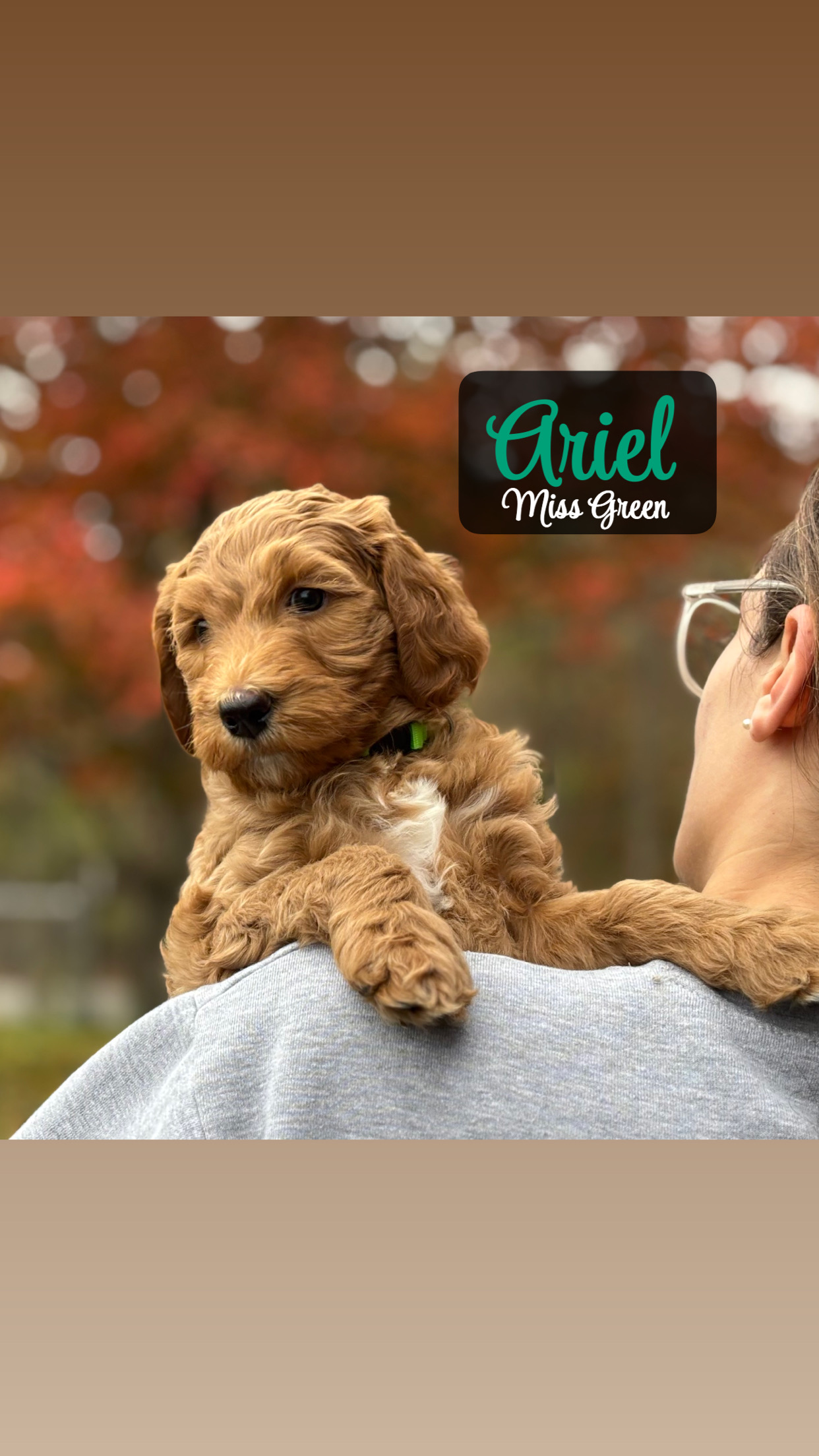 Princess Ariel - Available