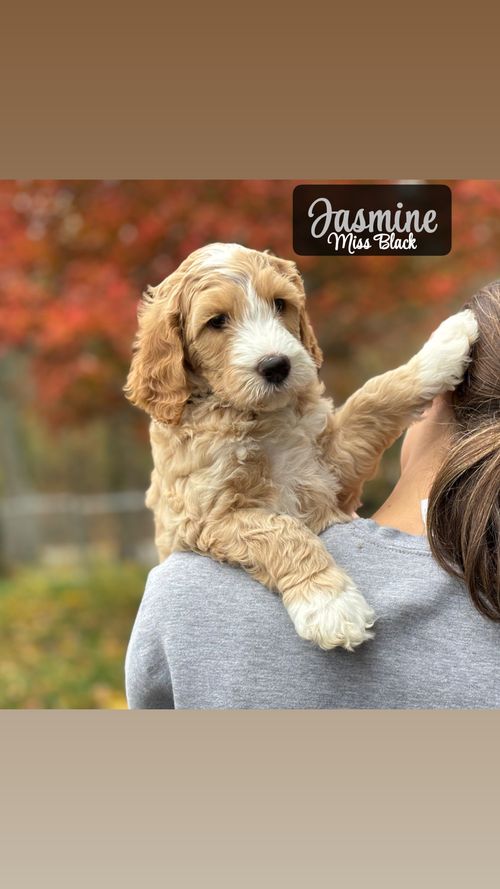 Princess Jasmine - Placed in Furever Home