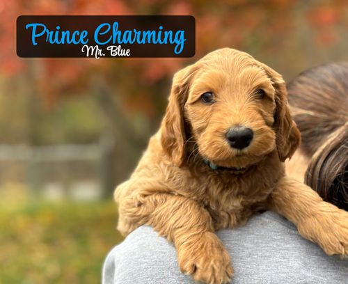 Prince Charming - Placed in Furever Home