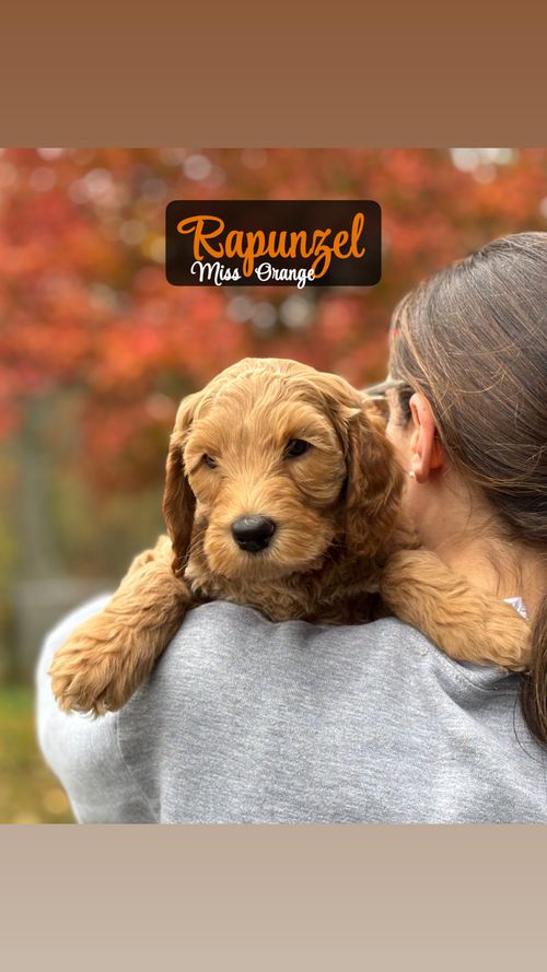 Princess Rapunzel - Placed in Furever Home