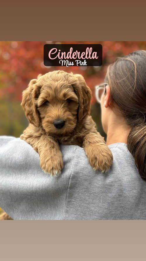 Princess Cinderella - Placed in Furever Home