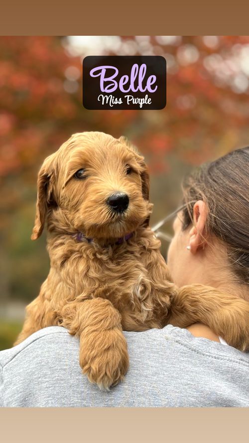 Princess Belle - Placed in Furever Home