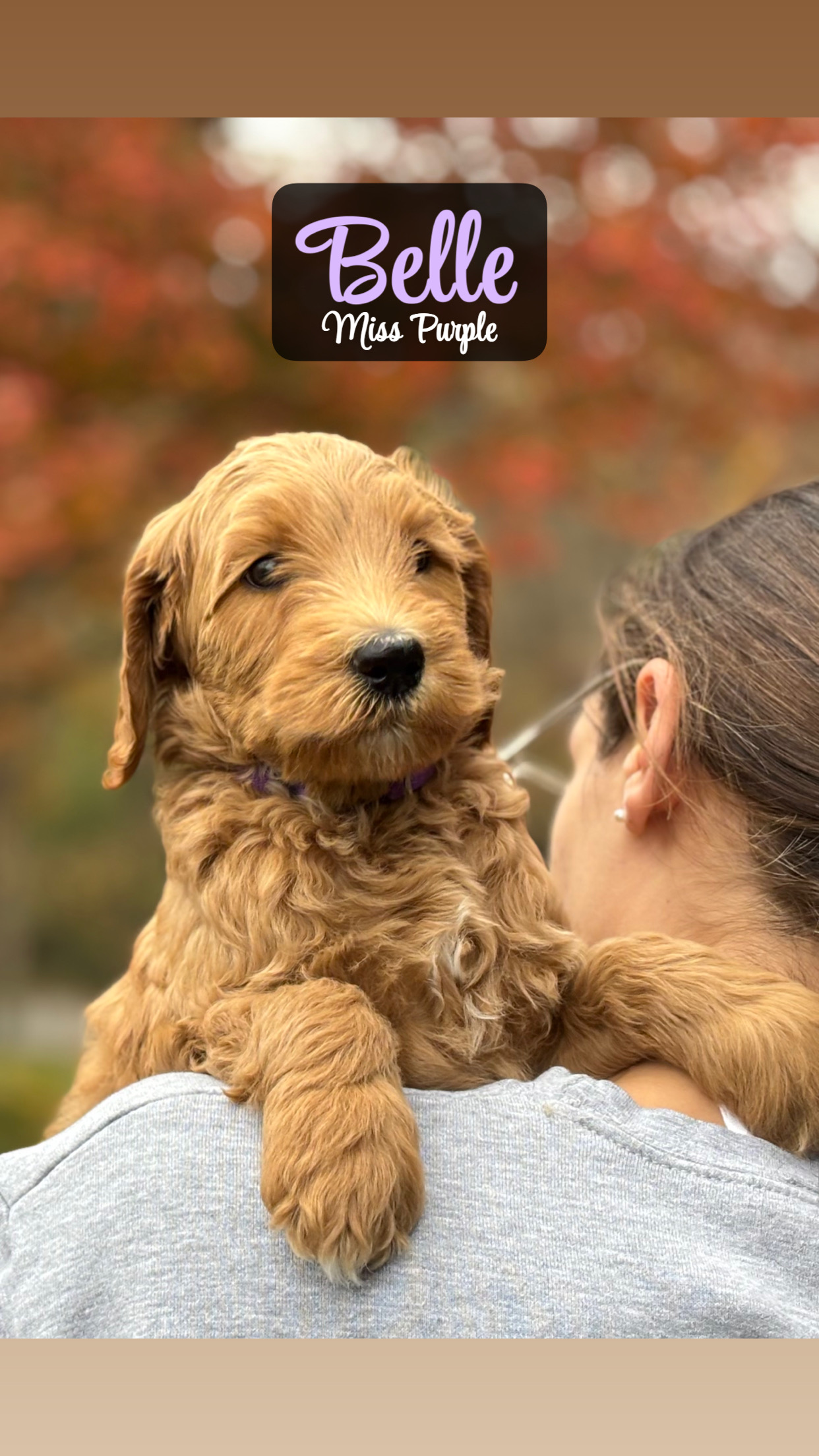 Princess Belle - Available