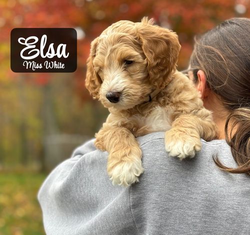 Princess Elsa - Placed in Furever Home