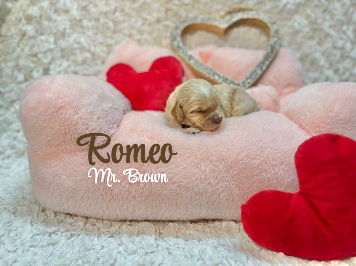 Romeo