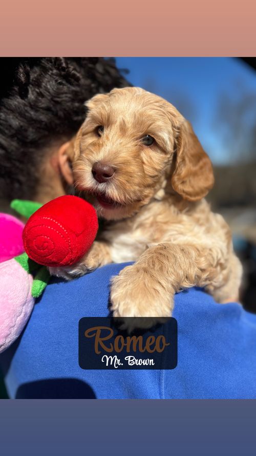 Romeo - Placed in Furever Home
