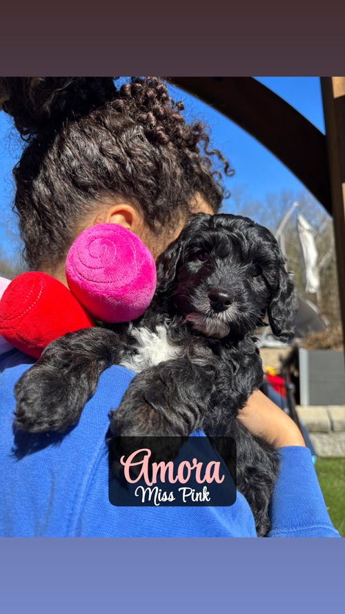 Amora - Looking for a Guardian Home