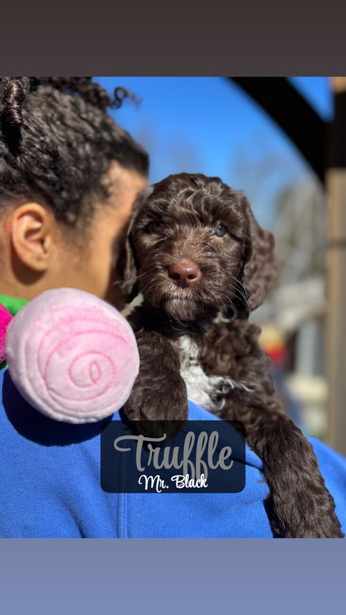 Truffle - Placed in Furever Home