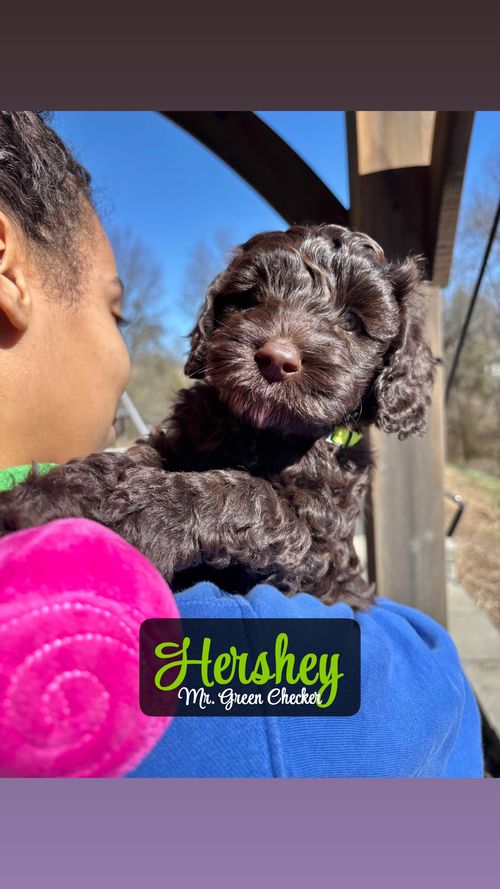 Hershey - Placed in Furever Home