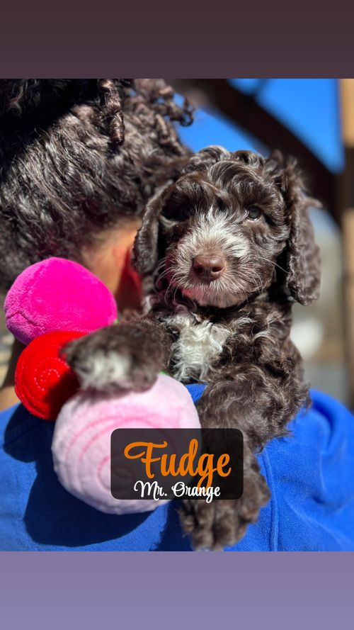 Fudge - Placed in Furever Home