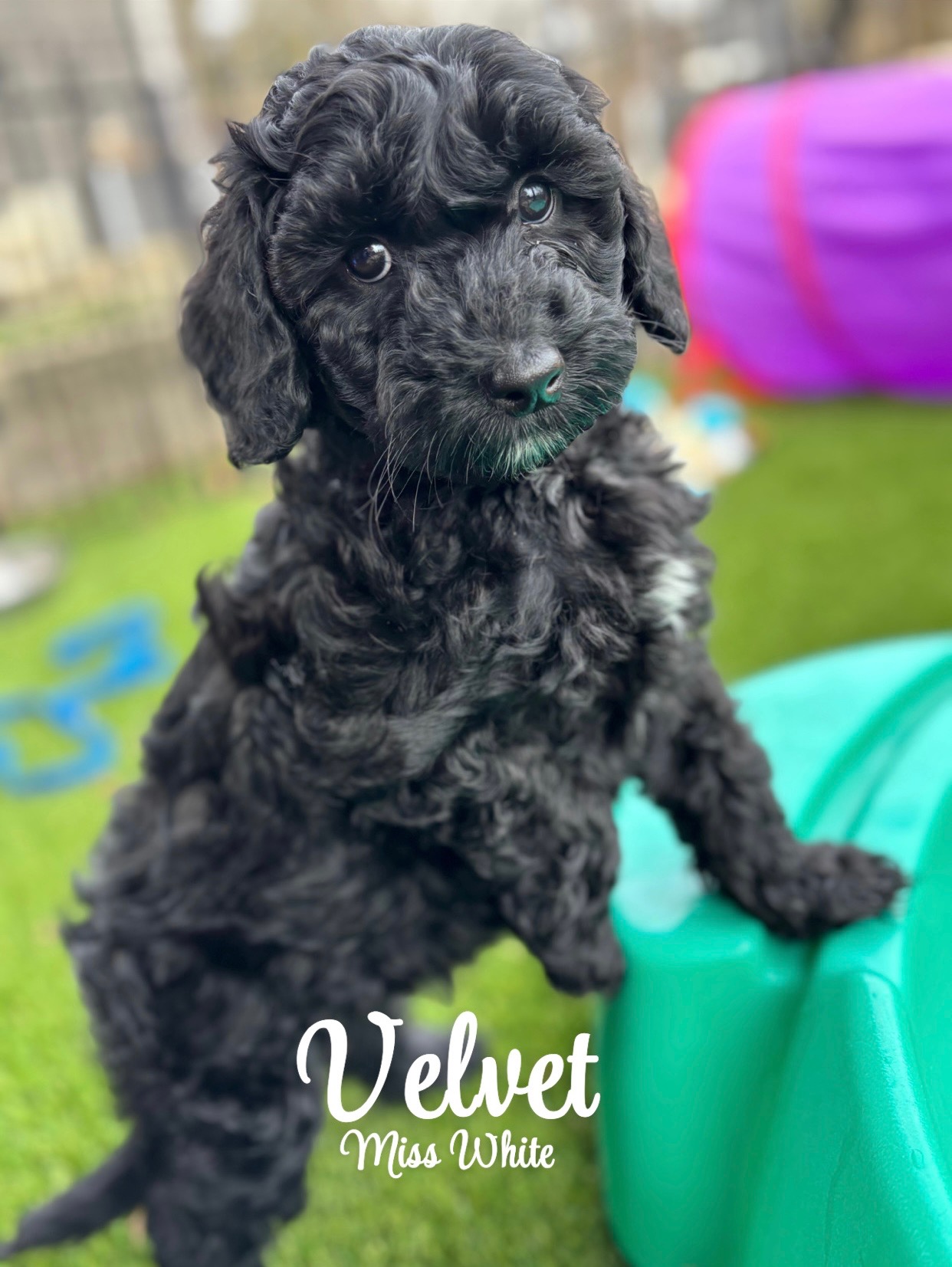 Velvet - Available