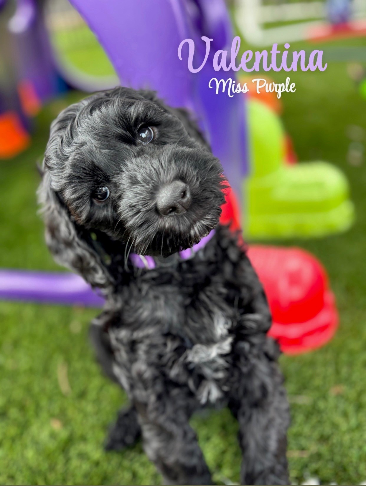 Valentina - Placed in furever home