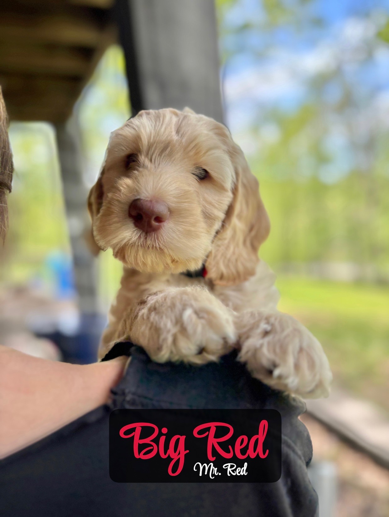 Big Red - Placed in Furever Home