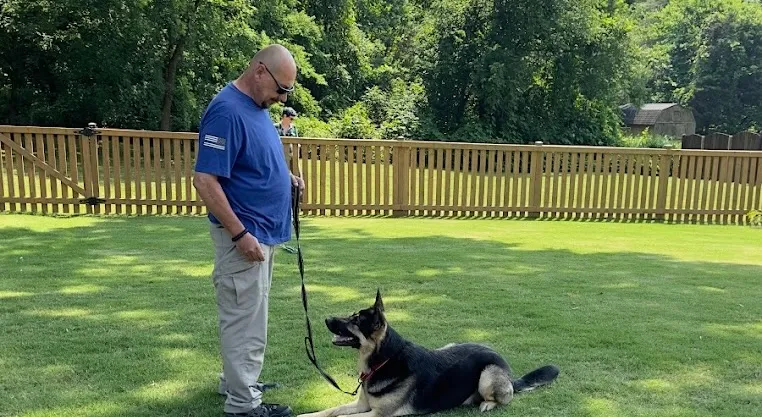 alan training a german shepard to lay down
