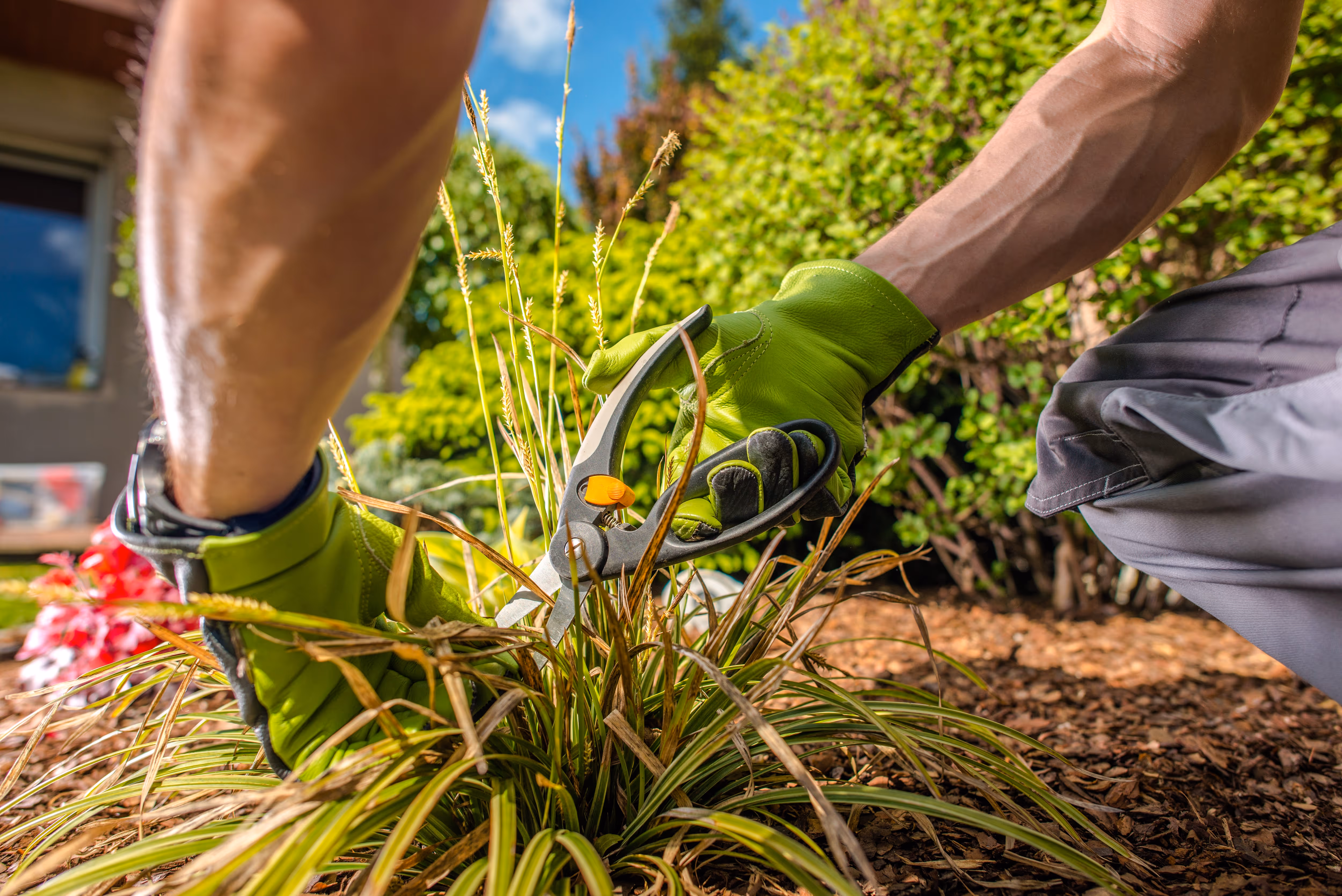 A person wearing green gloves trims ornamental grass with pruning shears in a well-kept garden bed. This close-up captures a routine task in garden maintenance, helping keep plants tidy and healthy.