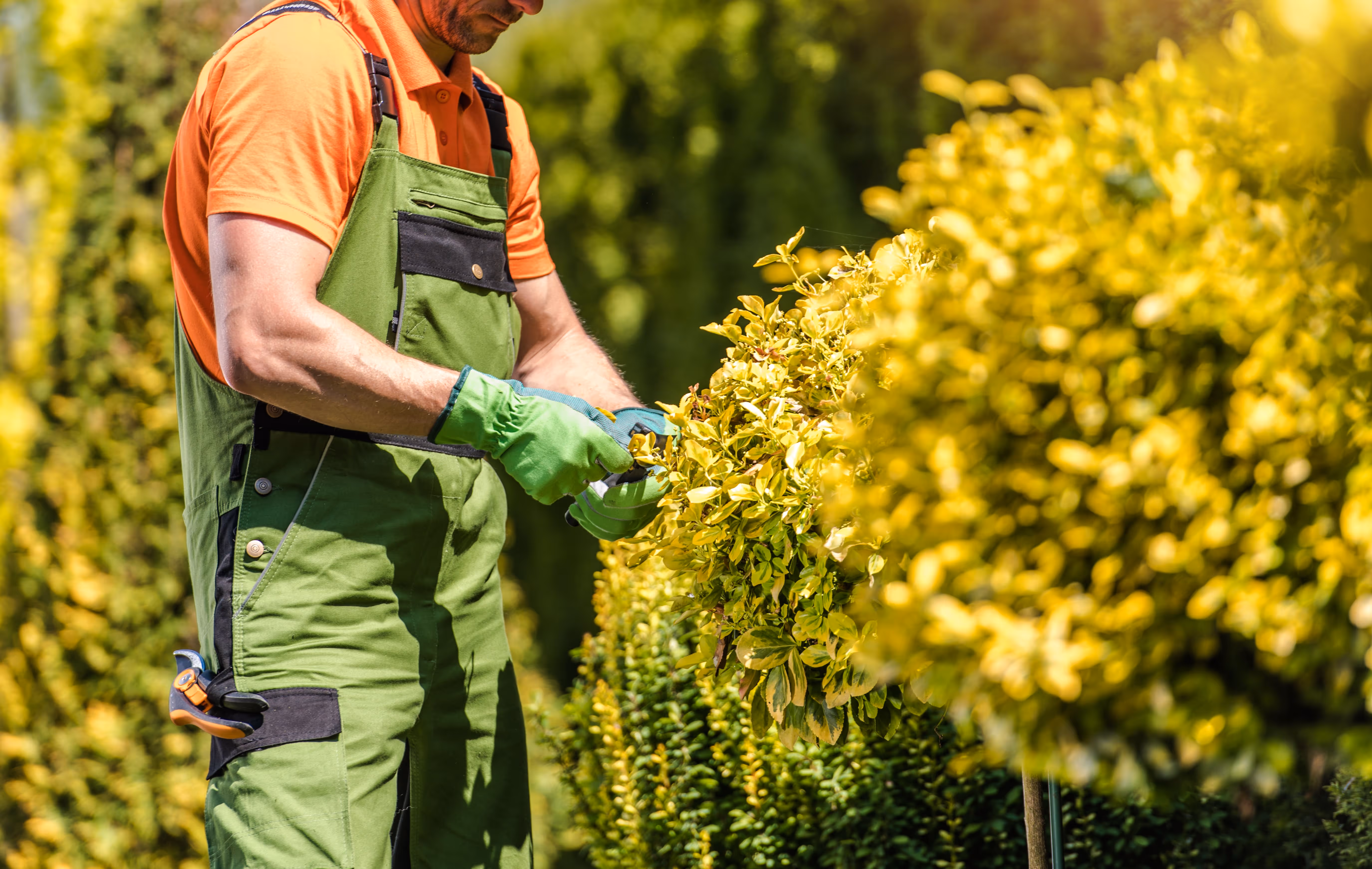 Gardener wearing green overalls and gloves using pruning shears to trim a dense yellow-green hedge. The image highlights professional pruning and hedging work in a well-maintained garden with manicured shrubs and vibrant foliage.
