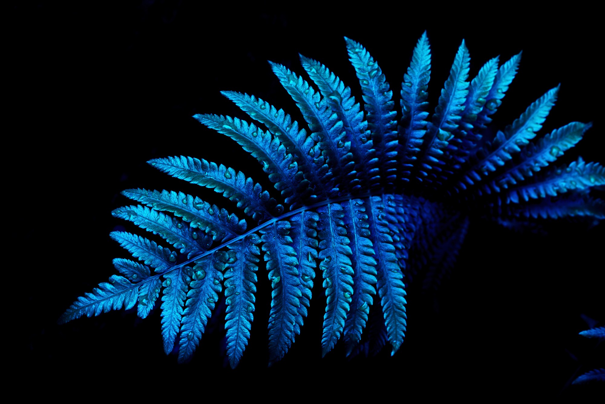CBN New Zealand Leaf