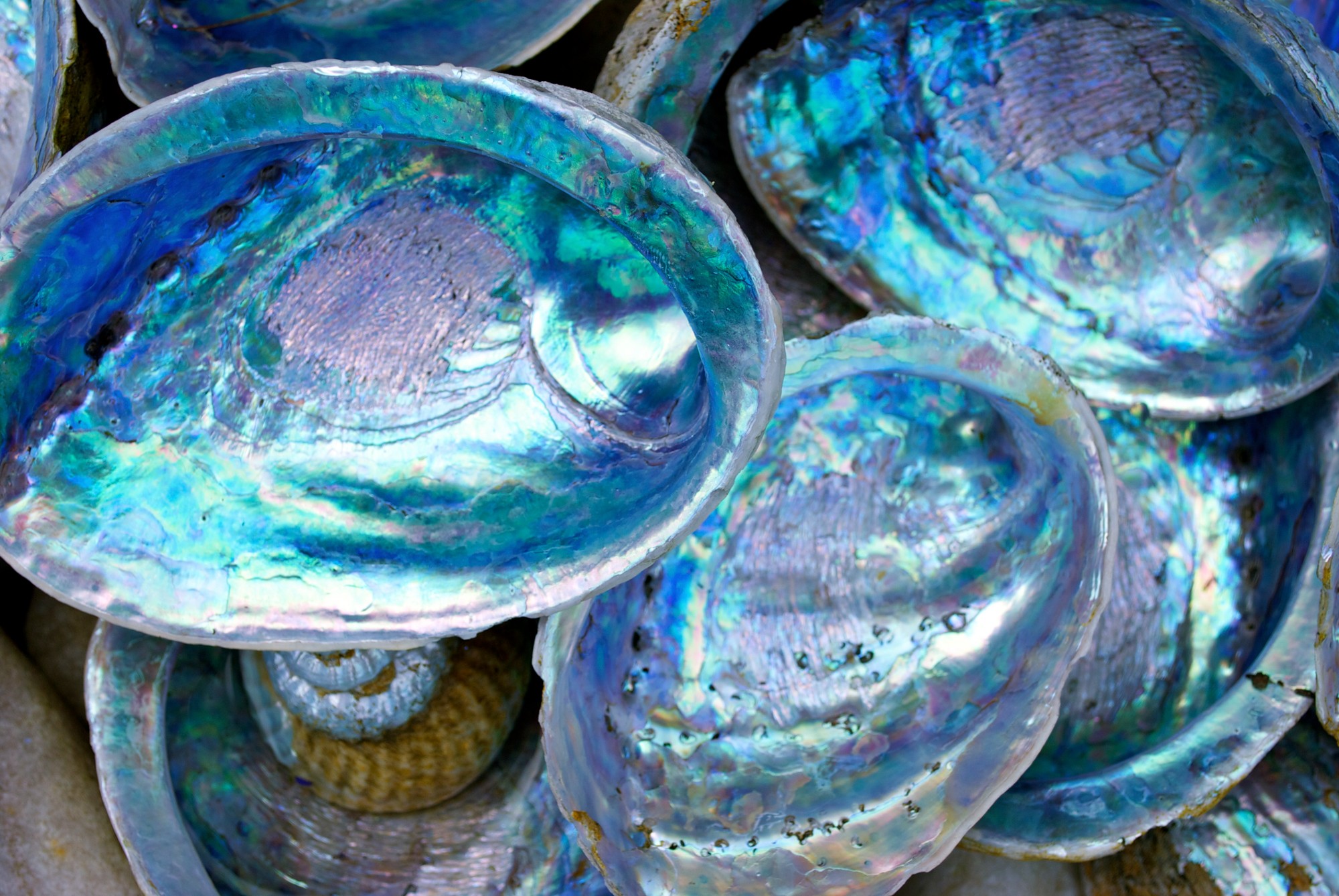 CBN New Zealand Shells